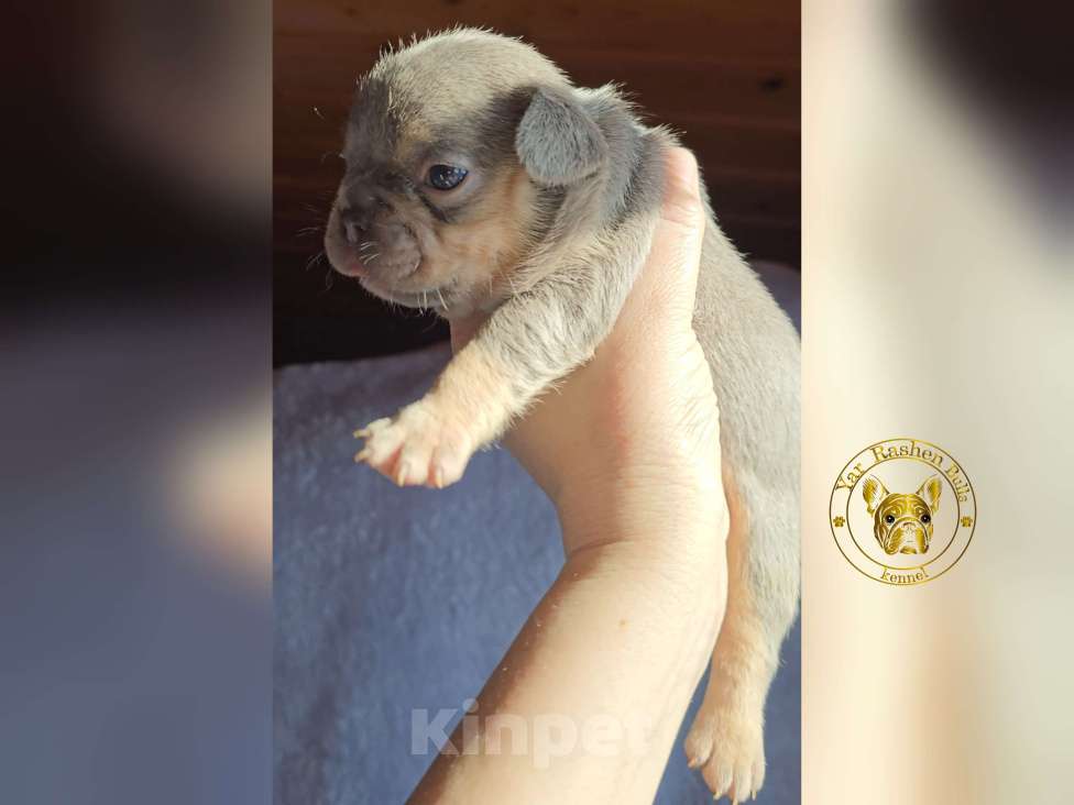 Собаки в других городах Коми: Лиловый прдпал девочка Девочка, Бесплатно - фото 2