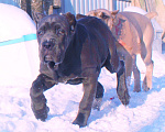 Собаки в Москве: Девочка кане корсо. Окрас голубой Девочка, 60 000 руб. - фото 2