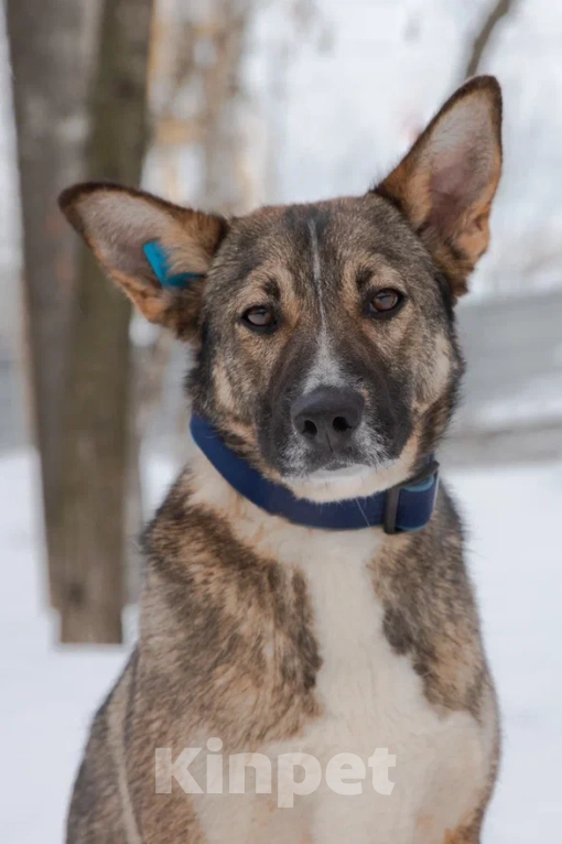 Собаки в Москве: Девочка Винни, не Пух, скучает в приюте, 2 года. Девочка, 1 руб. - фото 5