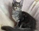 Кошки в Дмитрове: Голубая мраморная девочка мейн кун Zamira Девочка, 20 000 руб. - фото 2