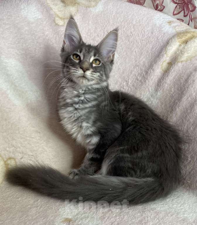 Кошки в Дмитрове: Голубая мраморная девочка мейн кун Zamira Девочка, 20 000 руб. - фото 2