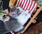 Кошки в Москве: Котик Данни, 2 месяца ищет свой дом Мальчик, Бесплатно - фото 6