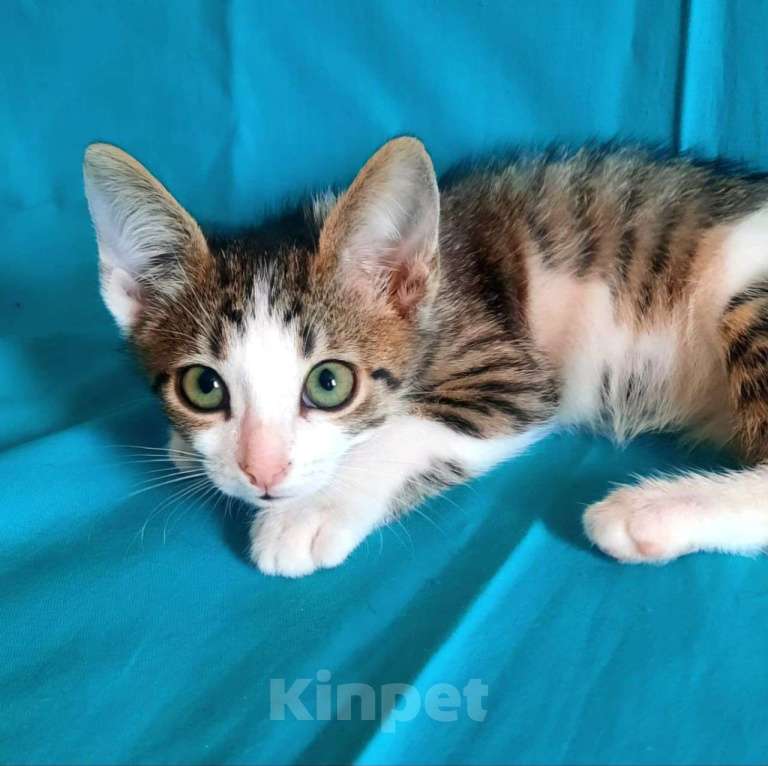 Кошки в Москве: Котенка-девочку подкинули в коробке к ветклинике 🆘️ Срочный поиск дома Девочка, Бесплатно - фото 2