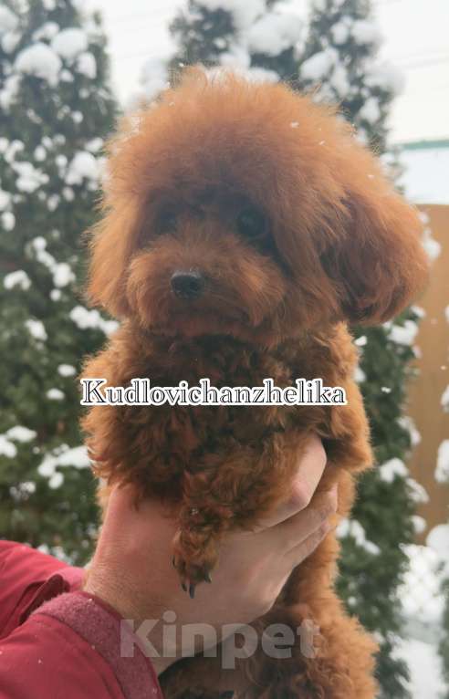 Собаки в Геленджике: Той пудель Девочка, 210 000 руб. - фото 1