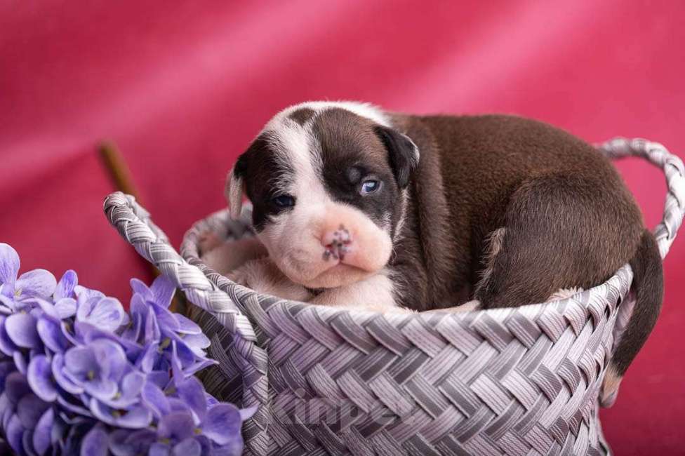 Собаки в Кореновске: Кобель ам стаффа РКФ Мальчик, Бесплатно - фото 1