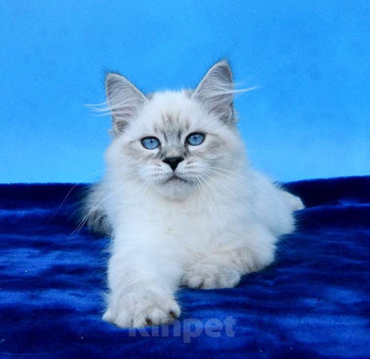 Кошки в Москве: Синеглазый красавец Мальчик, 50 000 руб. - фото 5