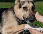 Собаки в Химках: Умный пес Мальчик, Бесплатно - фото 1