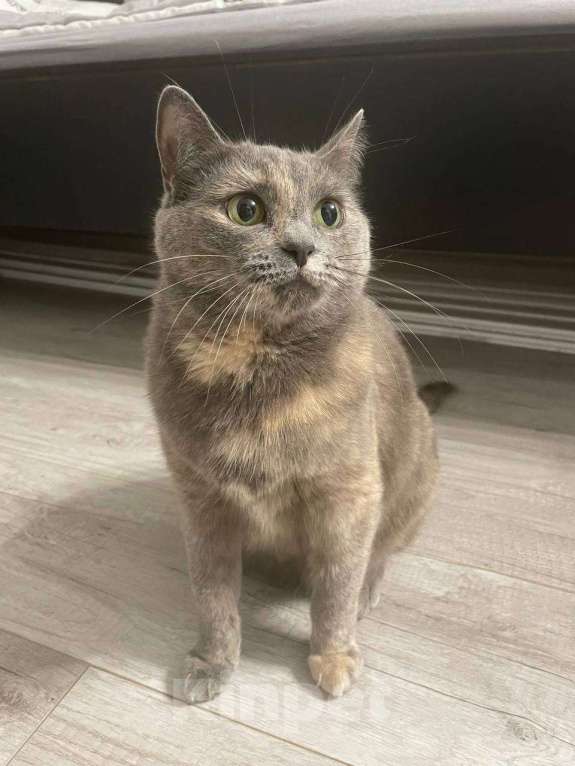 Кошки в Москве: Нежная кошка Нала Девочка, Бесплатно - фото 1