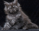 Кошки в Видном: Девочка мейн-кун черный дым Девочка, 95 000 руб. - фото 6