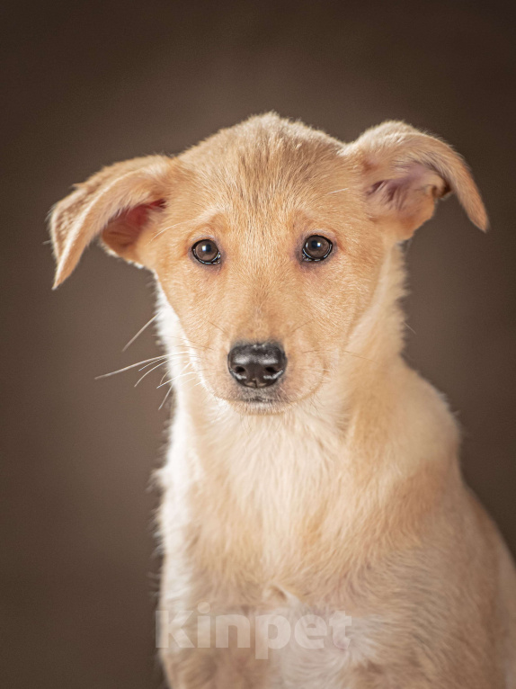Собаки в Клине: Молли — ласковая красавица станет вашим личным антистрессом Девочка, Бесплатно - фото 7