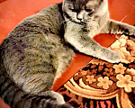 Кошки в Курске: Вязка (кот Феликс Александрович), 1 000 руб. - фото 3