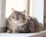 Кошки в Новоалтайске: Кошка Милка, стерилизована, лоток 5+, Бесплатно - фото 1