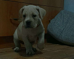 Собаки в Краснодаре: Шикарные щеночки редкого окраса Кане Корсо, 25 000 руб. - фото 9