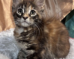 Кошки в Петергофе: Очень яркая девчоночка Девочка, 35 000 руб. - фото 2