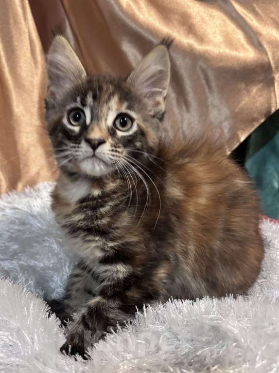 Кошки в Петергофе: Очень яркая девчоночка Девочка, 35 000 руб. - фото 2