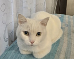Кошки в Абакане: Кошечка в добрые руки Девочка, Бесплатно - фото 1