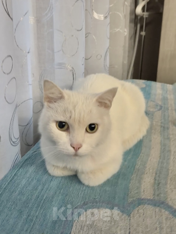 Кошки в Абакане: Кошечка в добрые руки Девочка, Бесплатно - фото 1