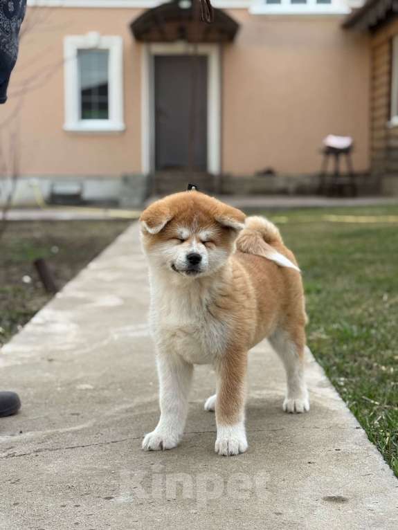 Собаки в Оренбурге: Акита девочка Девочка, 60 000 руб. - фото 1