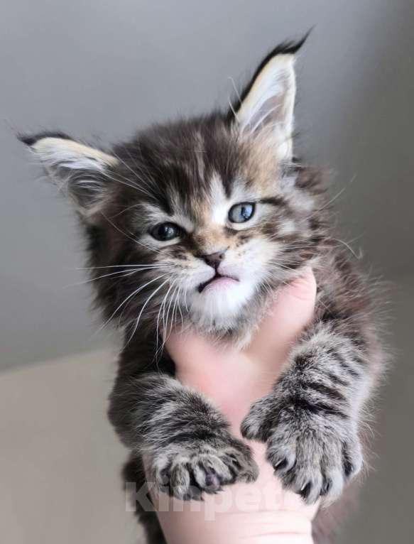Кошки в Санкт-Петербурге: Котенок мейн-кун полидакт на передние лапы 6/6/4/4 Мальчик, 80 000 руб. - фото 2