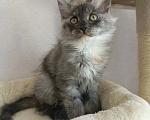 Кошки в Энгельс: Предлагаем очаровательных котят Мейн-кун, выращенных в любви и заботе. Малыши очень ласковые. Мальчик, Бесплатно - фото 9