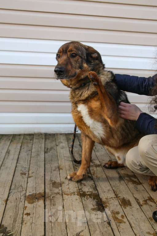Собаки в Москве: Особенный пес Валик живет в приюте много лет, все еще ждет Мальчик, Бесплатно - фото 3