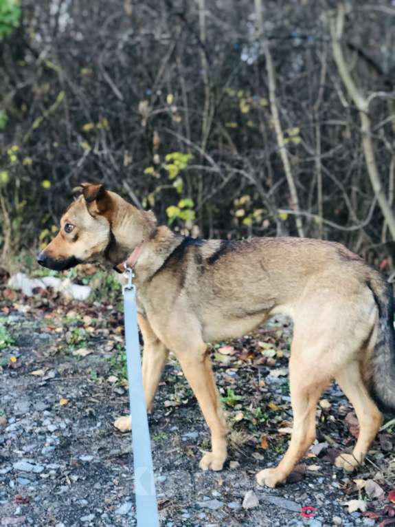 Собаки в Санкт-Петербурге: Скромная Дина Девочка, Бесплатно - фото 3