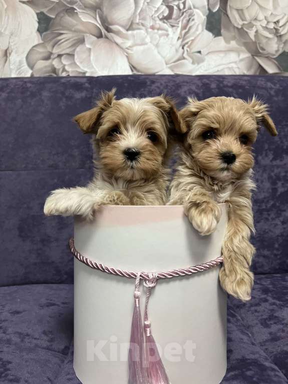 Собаки в Москве: Мальтипу f1 микро малыши Мальчик, 150 000 руб. - фото 4