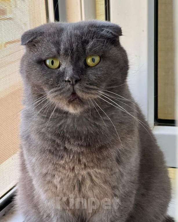 Кошки в Москве: Шотландскую вислоухую кошечку выбросили 🆘️ Срочный поиск дома Девочка, Бесплатно - фото 3