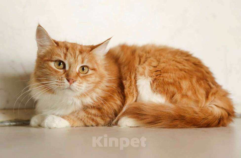 Кошки в Москве: Кошка Злата ищет дом! Девочка, Бесплатно - фото 4