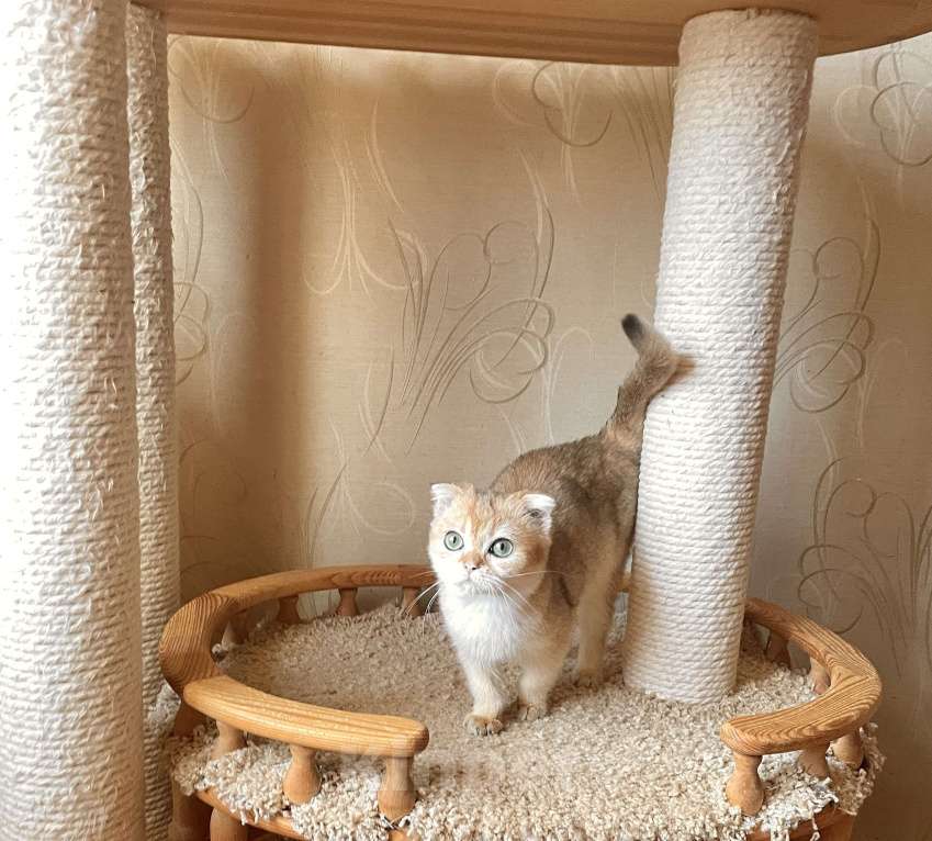 Кошки в Волгограде: Котёнок шотландский золотого окраса Девочка, 10 000 руб. - фото 3