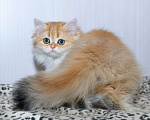 Кошки в Рыбинске: Британская длинношерстная  3 мес девочка .золото Девочка, 25 000 руб. - фото 3