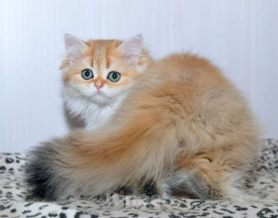 Кошки в Рыбинске: Британская длинношерстная  3 мес девочка .золото Девочка, 25 000 руб. - фото 3