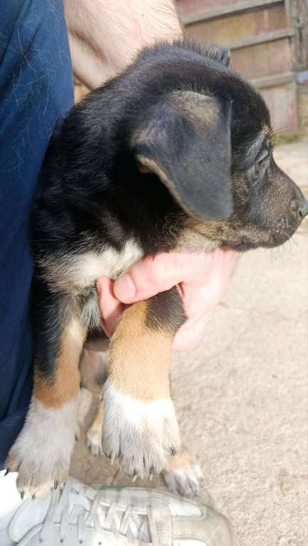 Собаки в Лобне: Отдам щенка даром Мальчик, Бесплатно - фото 3