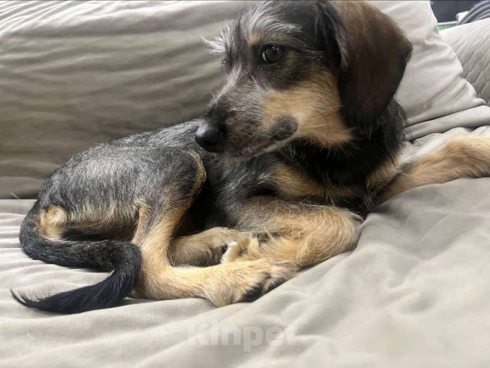 Собаки в Москве: Щенок в добрые руки  Девочка, Бесплатно - фото 9