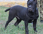 Собаки в Армавире: Мальчик кане Корсо Мальчик, 45 000 руб. - фото 5