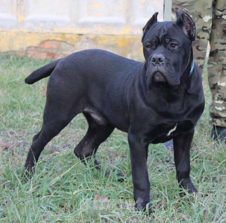 Собаки в Армавире: Мальчик кане Корсо Мальчик, 45 000 руб. - фото 5