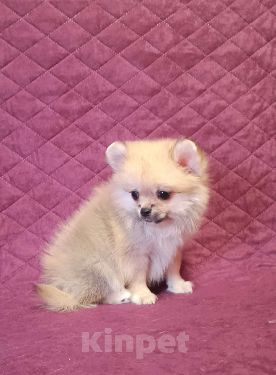 Собаки в Москве: Мини мальчик  Мальчик, 25 000 руб. - фото 7