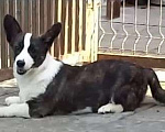 Собаки в Уфе: Вельш корги кардиган Девочка, Бесплатно - фото 1