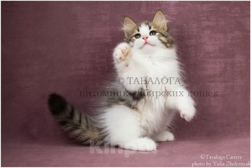 Кошки в Москве: Улана - Сибирский котёнок из профессионального питомника Девочка, Бесплатно - фото 1