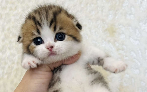 Вислоухий полосатый котенок