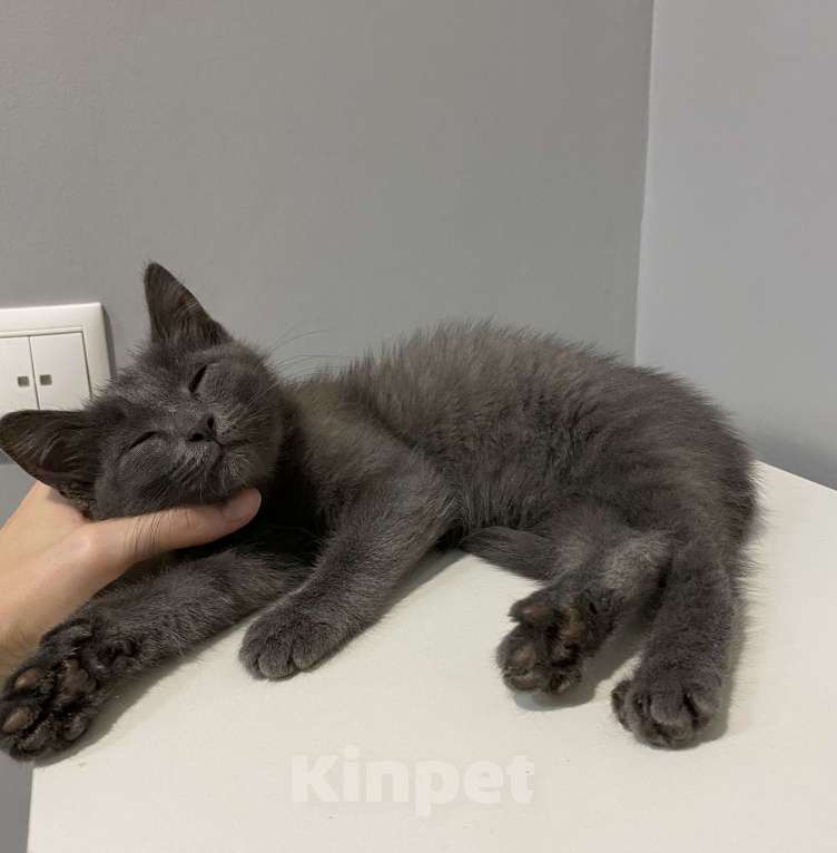 Кошки в Рязани: Дымчатый котенок, мальчик Мальчик, Бесплатно - фото 3