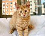 Кошки в Москве: Яркий, рыжий котенок Морковкин в добрые руки Мальчик, 1 руб. - фото 1