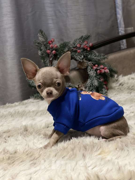 Собаки в Люберцах: Чихуахуа лиловый Мальчик, 45 000 руб. - фото 1