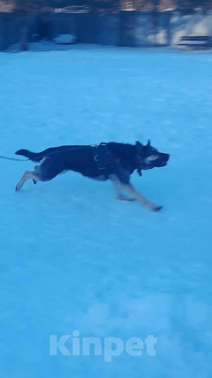 Собаки в Москве: Щенки восточноевропейской овчарки  Девочка, 40 000 руб. - фото 2