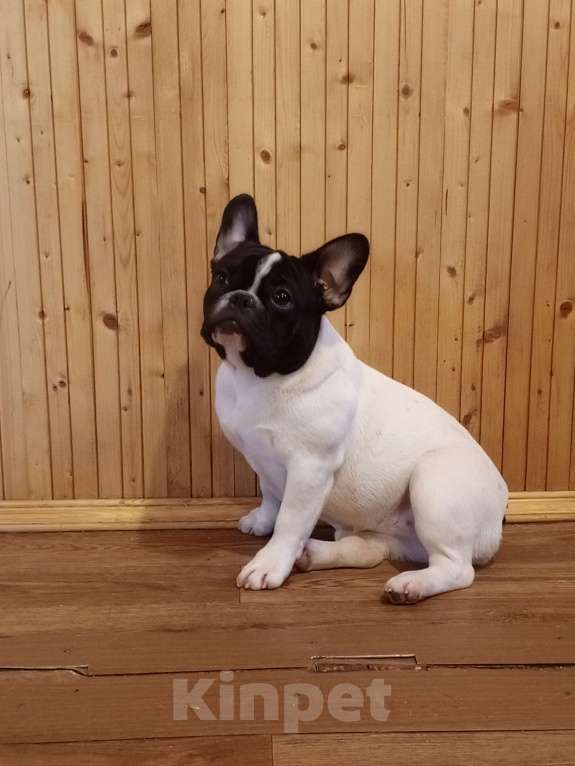 Собаки в Воронеже: Французский бульдог Девочка, Бесплатно - фото 2