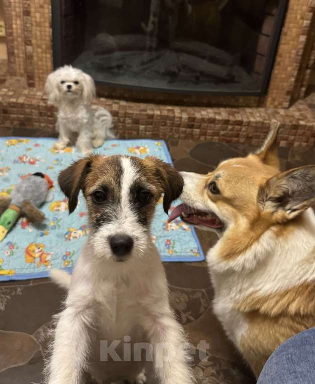 Собаки в Москве: Мальчик брокен Джек рассел Мальчик, 35 000 руб. - фото 2