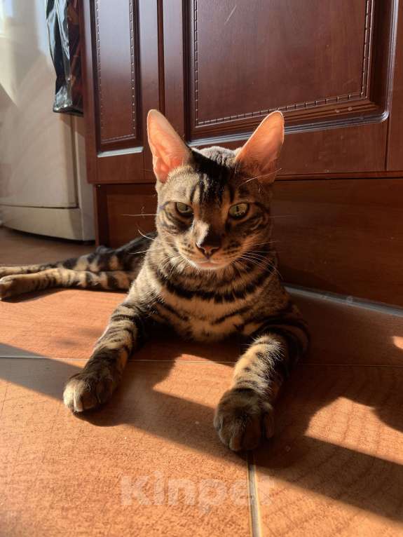 Кошки в Санкт-Петербурге: Убежал кот в районе СНТ Кировец-1 Мальчик, 10 000 руб. - фото 2