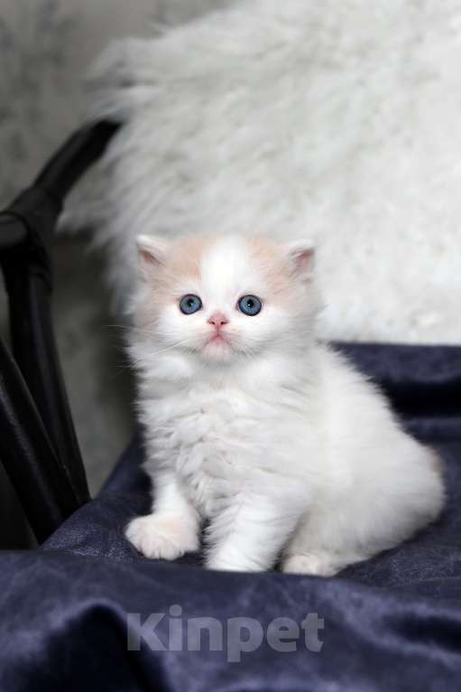 Кошки в Москве: шотландский кремовый мальчишка Мальчик, 30 000 руб. - фото 2