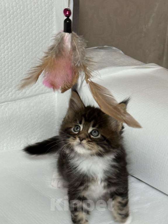 Кошки в Новосибирске: Открыто резервирование Мальчик, Бесплатно - фото 8