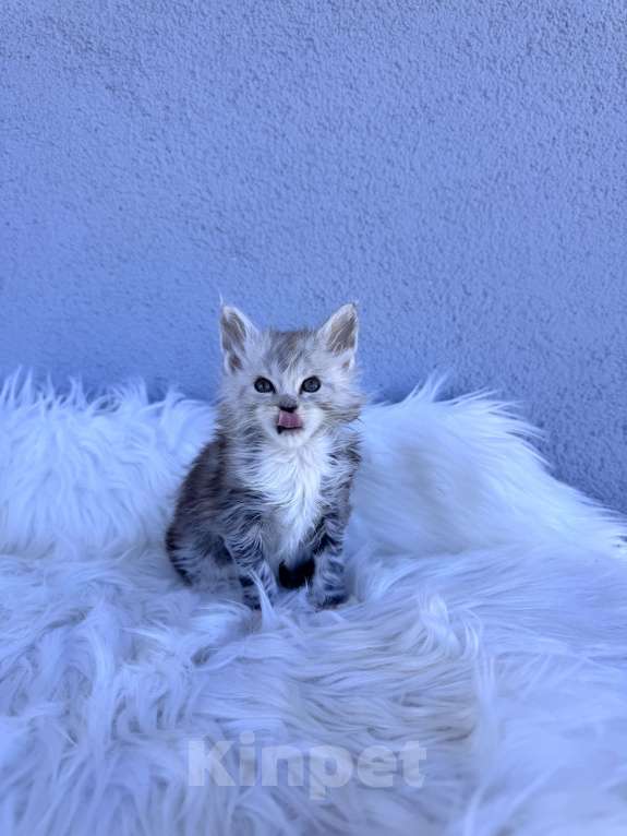 Кошки в Кудрово: Котенок мейн-кун, мальчик , шейдед линия Мальчик, Бесплатно - фото 1